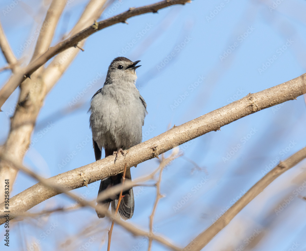 A noisy Gray Catbird (Dumetella carolinensis) singing from the brush in a woodland in Muskoka in springtime. A noisy Gray Catbird (Dumetella carolinensis) singing from the brush in a woodland in Muskoka in springtime.