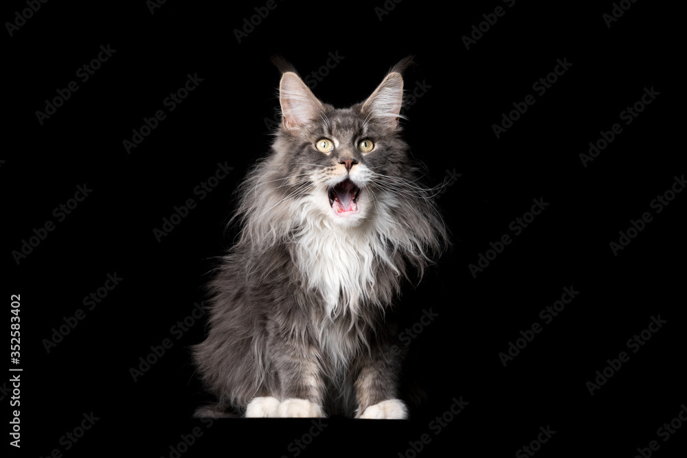 studio portrait of a fluffy blue tabby white maine coon cat wiith mouth open meowing isolated on black background with copy space