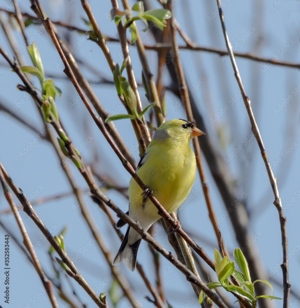 An American goldfinch (Spinus tristis) in a tree in spring An American goldfinch (Spinus tristis) in a tree in spring