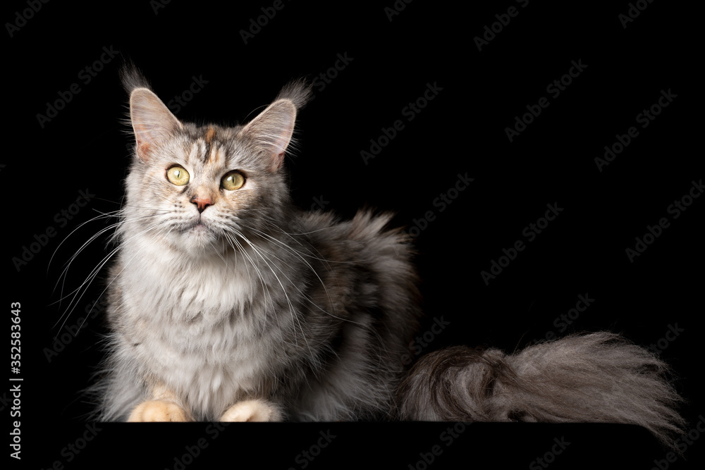 studio portrait of a beautiful black silver torbie maine coon cat looking at camera isolated on black background with copy space