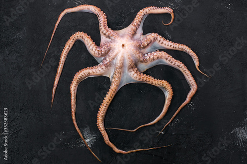 Obraz na plátně Raw large octopus on black background