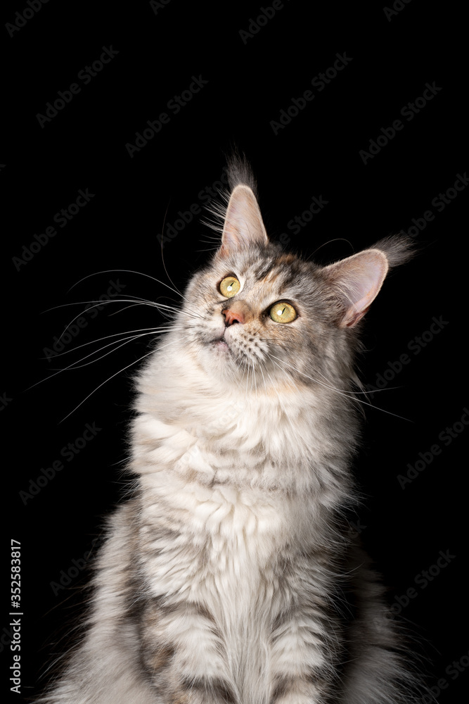 studio portrait of a curious black silver torbie maine coon cat sitting looking up tilting head isolated on black background with copy space studio portrait of a curious black silver torbie maine coon cat sitting looking up tilting head isolated on black background with copy space