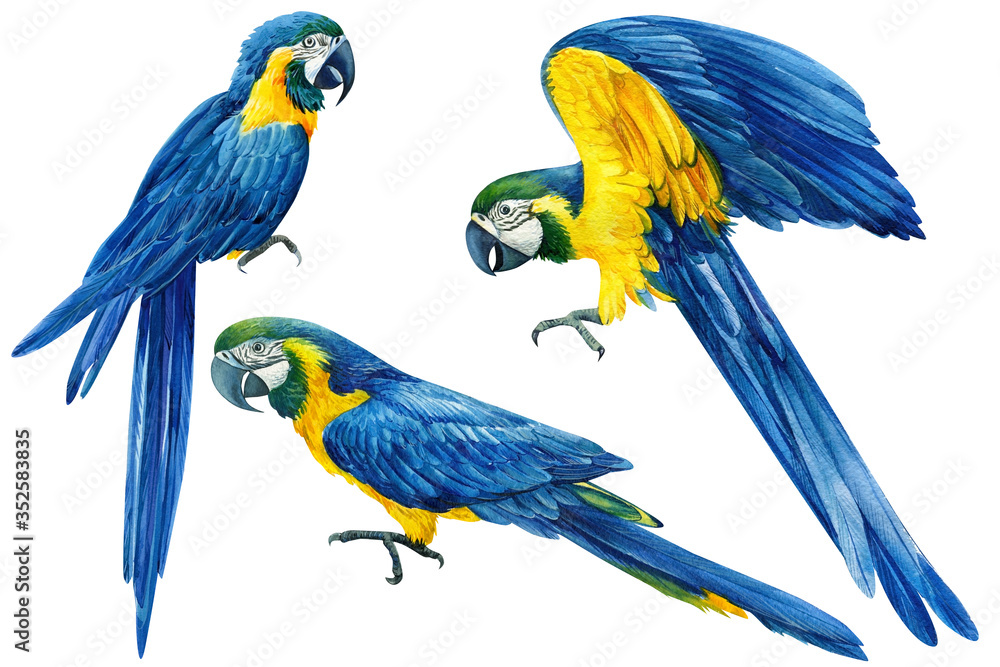 set of beautiful blue parrots on an isolated white background, macaw watercolor hand drawing