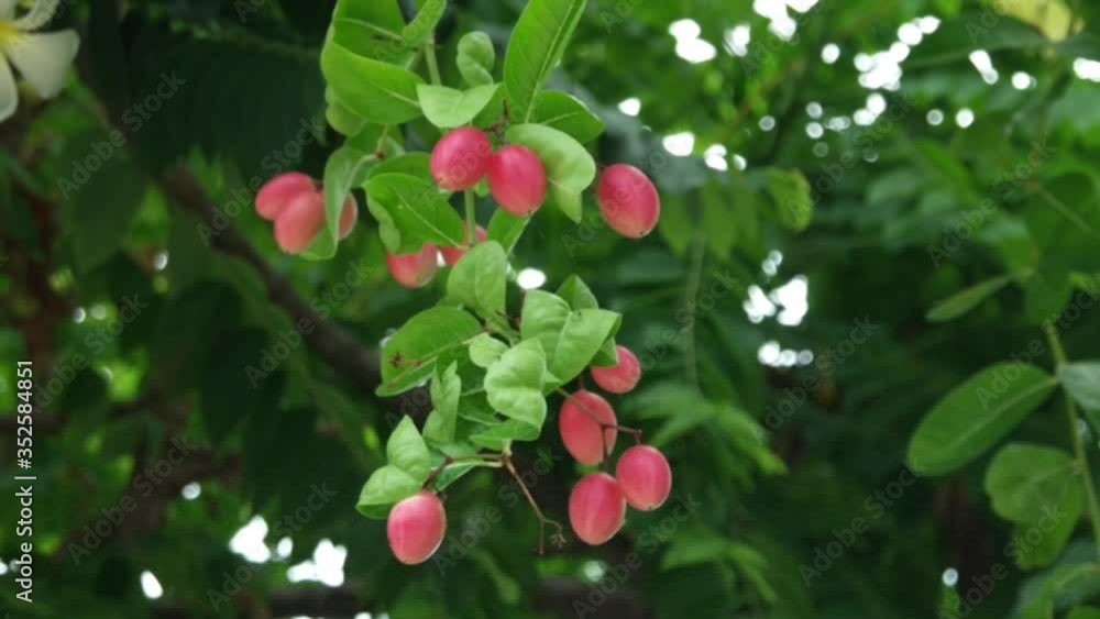 Fresh Carunda or Karonda fruit growth on the branch tree in organic botanical garden,summer sunlight. Herb fruit for health. Fresh Carunda or Karonda fruit growth on the branch tree in organic botanical garden,summer sunlight. Herb fruit for health.