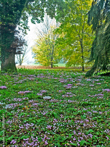 Carpet of Autumn Cyclamen in a Woodland garden and Arboretum