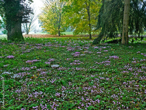 Carpet of Autumn Cyclamen in a Woodland garden and Arboretum