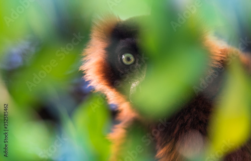 Close up of a brown lemur. Green background. 
