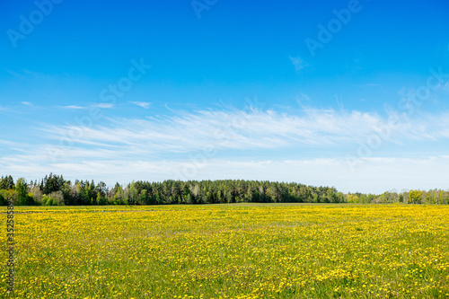 Field with yellow dandelions and blue sky, summer background