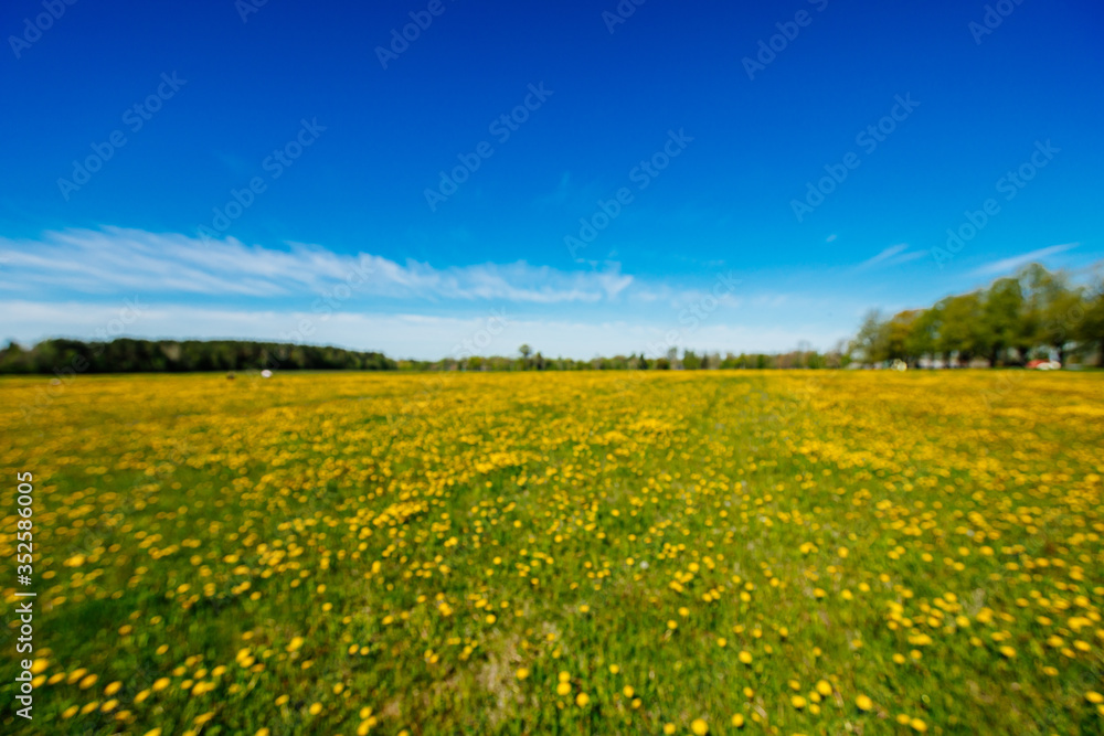 blurred background, Field with yellow dandelions and blue sky, summer background