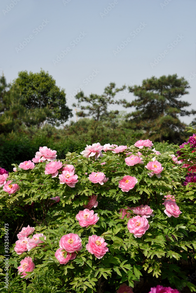 Paeonia garden