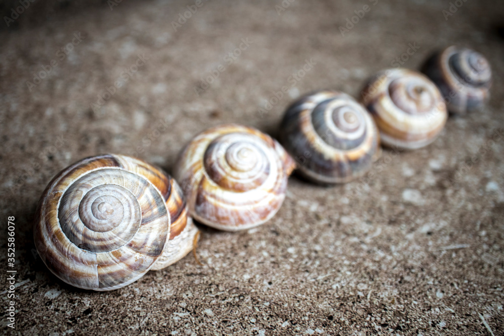 Five shells of a garden snail arranged diagonally on a stone background with space for text. Five shells of a garden snail arranged diagonally on a stone background with space for text.