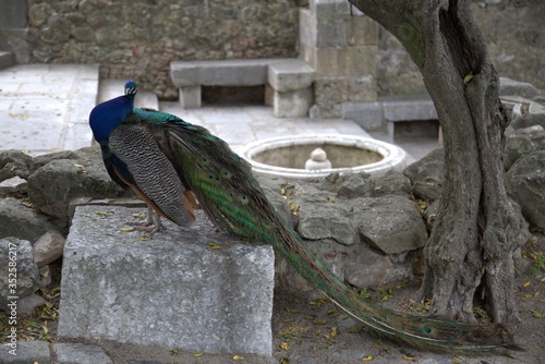 peacock in the park