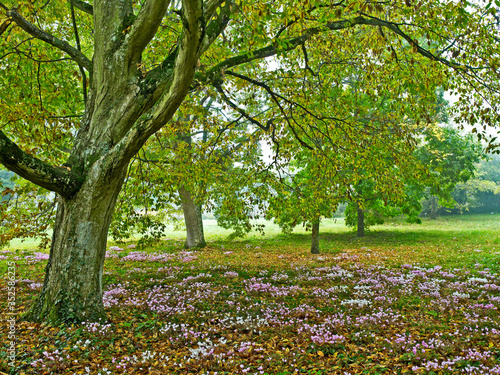 Carpet of Autumn Cyclamen in a Woodland garden and Arboretum