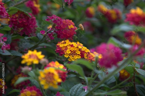 colorful flowers in the garden