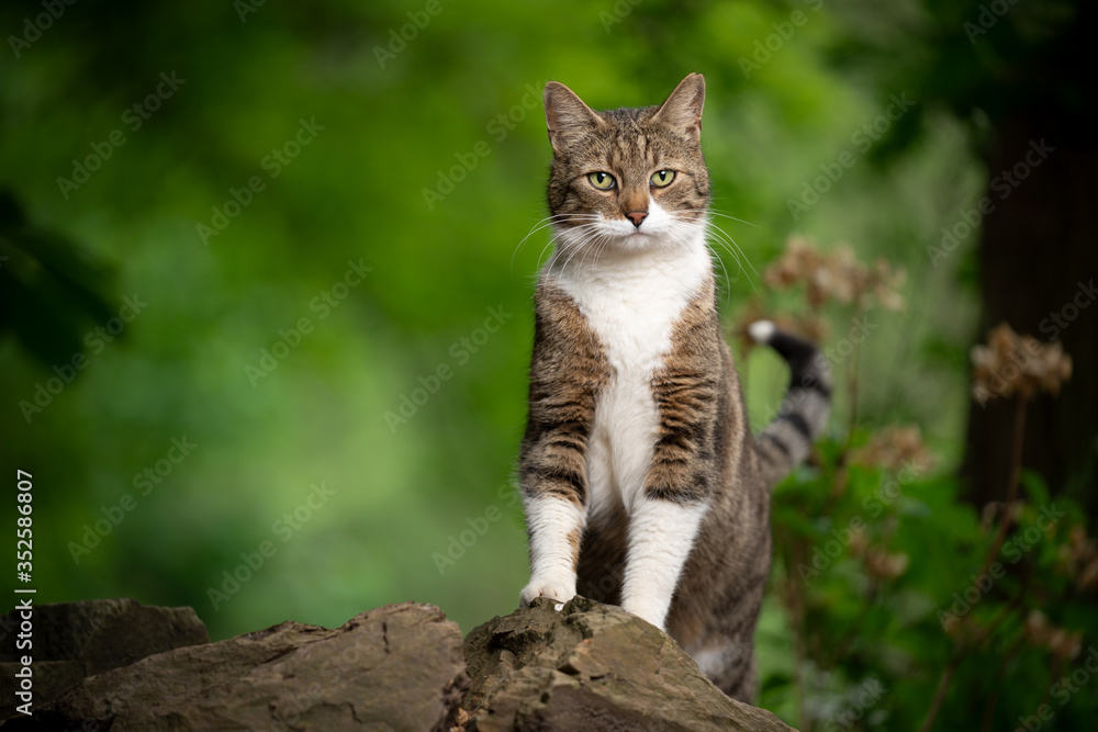 tabby white cat outdoors in green nature stading on a stone looking at camera tabby white cat outdoors in green nature stading on a stone looking at camera