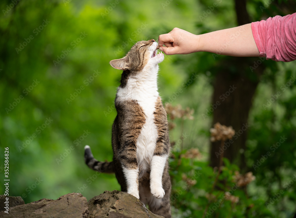 Obraz premium pet owner feeding tabby white cat outdoors in nature with treat