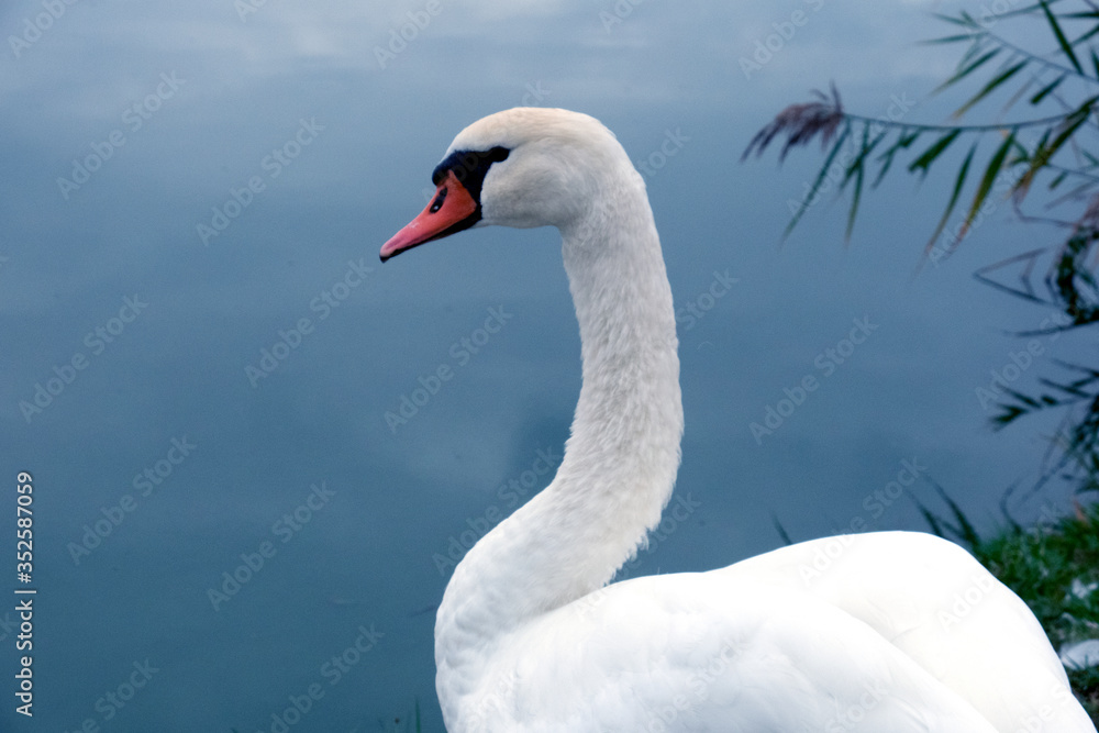 Fototapeta premium White Swan in a calm state on the shore