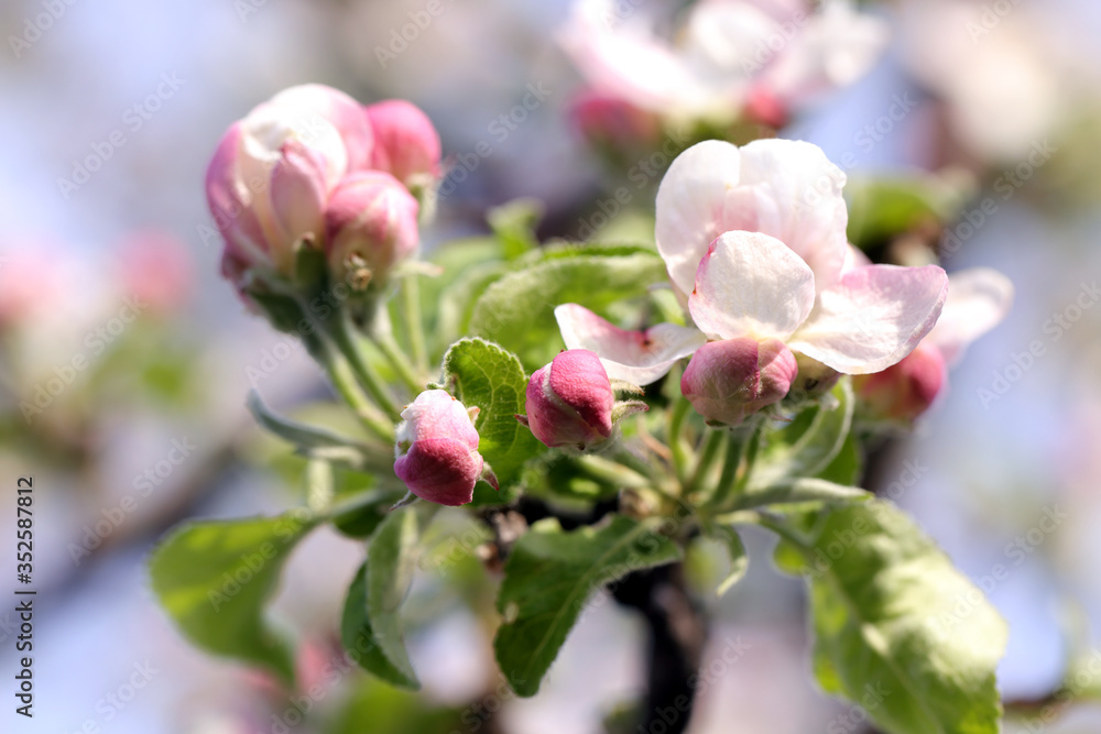 Fototapeta premium Nature background of apple flowers and buds on tree branch. Spring time, macro photography