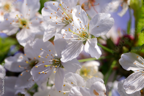 Background of beautiful white cherry blossoms blooming during the spring. Macro photography, close up view