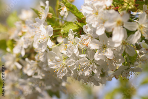 Fototapeta Naklejka Na Ścianę i Meble -  White cherry flowers blooming in spring sun. Macro photography, close up view
