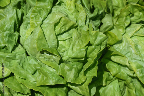 Background from green fresh young lettuce photographed from above