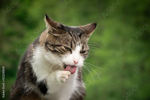 tabby white cat outdoors in green natural environment licking paw cleaning fur