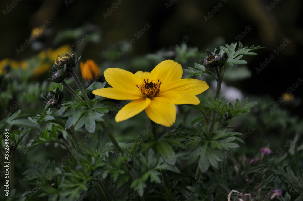Fototapeta premium yellow flower