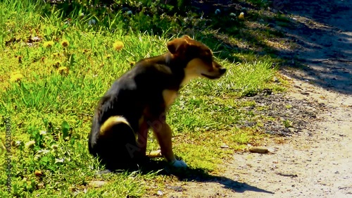 Little street dog sitting at grass and scratching its stomach in fight with bugs.