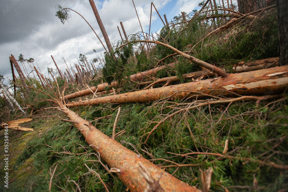 Broken, destroyed trees after a storm, gale, heavy rain in Poland. Broken, destroyed trees after a storm, gale, heavy rain in Poland.