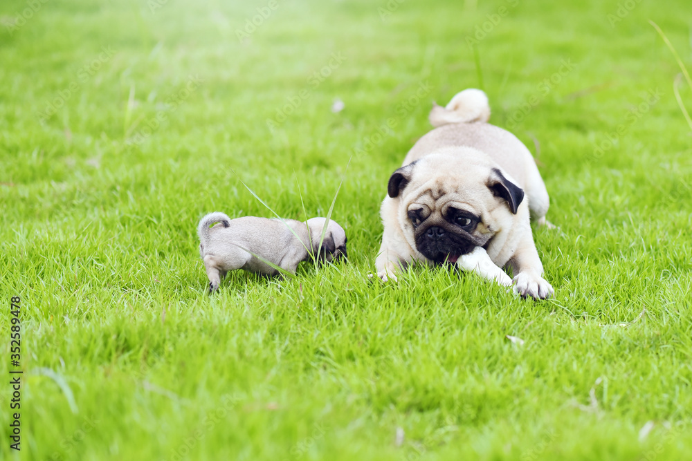 Cute Pug family in garden