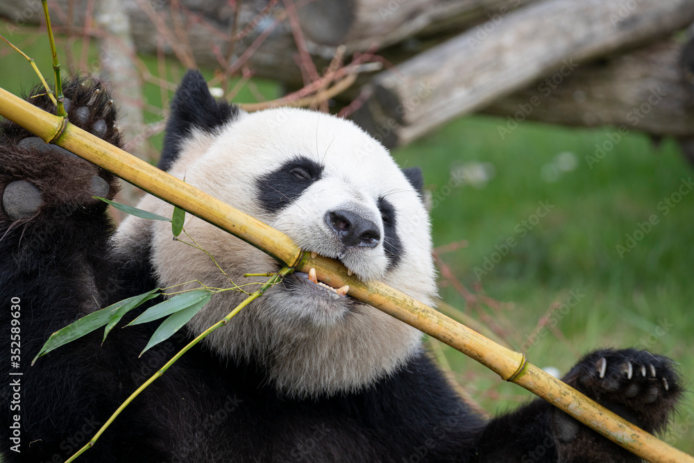 Obraz premium Giant Panda