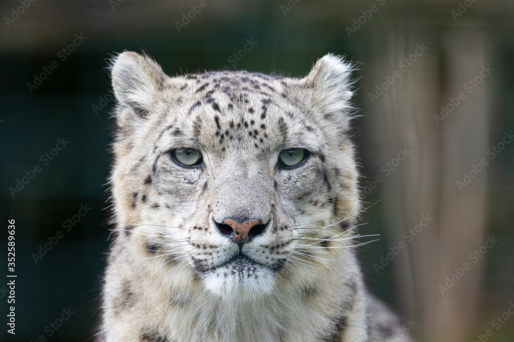 Snow leopard