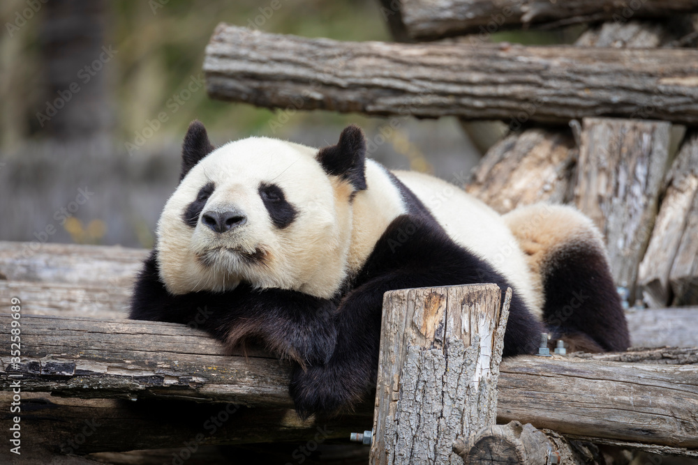 Fototapeta premium Giant Panda