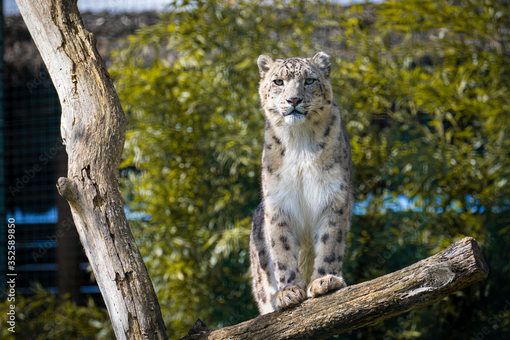 Obraz premium Snow leopard