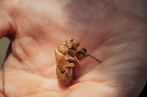 Chitinpanzer eines Insekts auf einer Hand