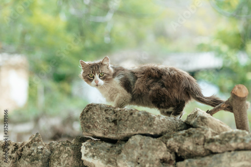 Yard cat runs on a stone fence