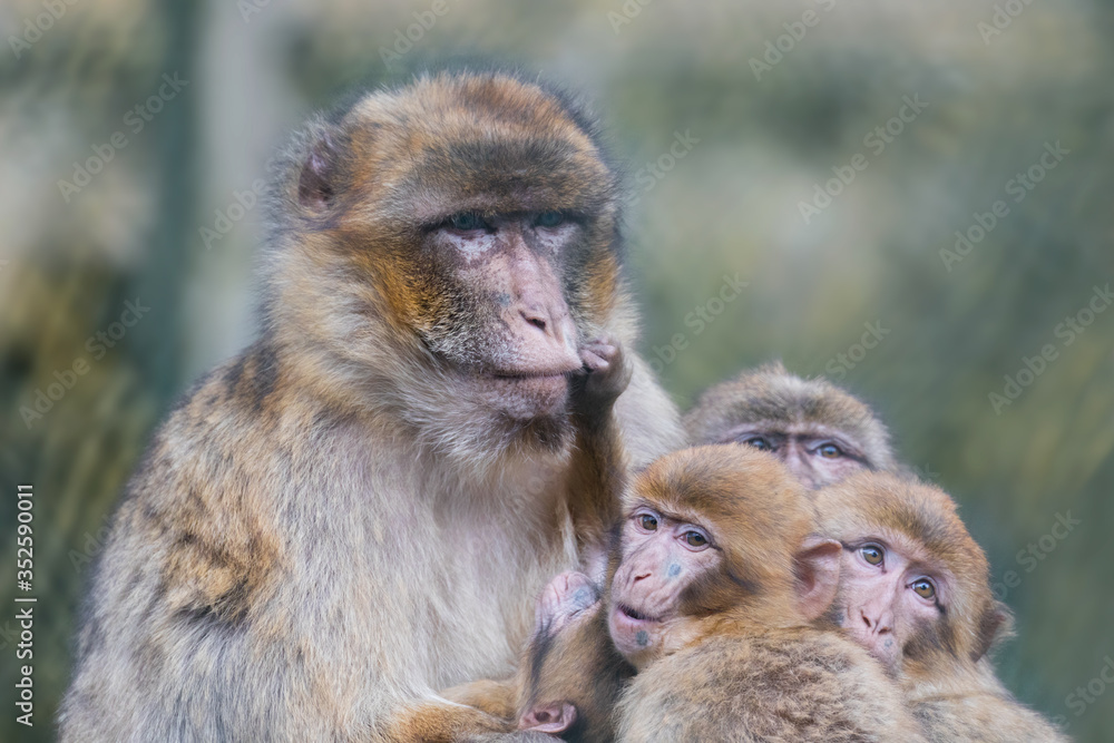 mother and baby baboon mother and baby baboon