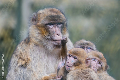 mother and baby baboon © bgspix