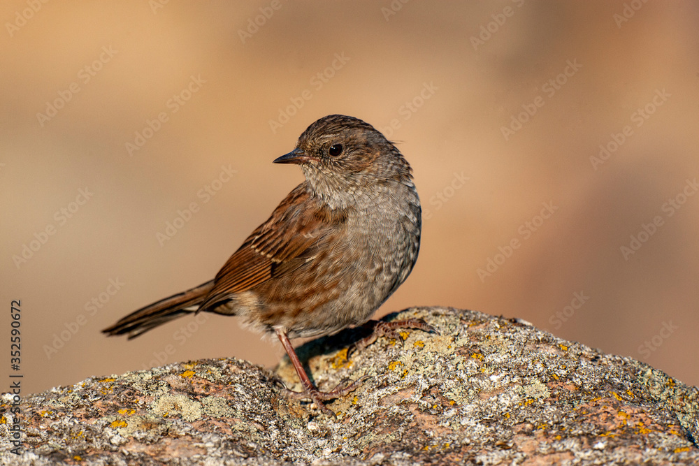 Fototapeta premium Dunnock (Prunella modularis) bird in the natural habitat.