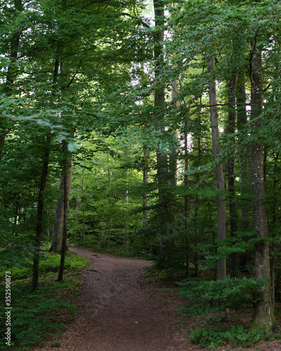 Forest trail in spring with tall mixed trees