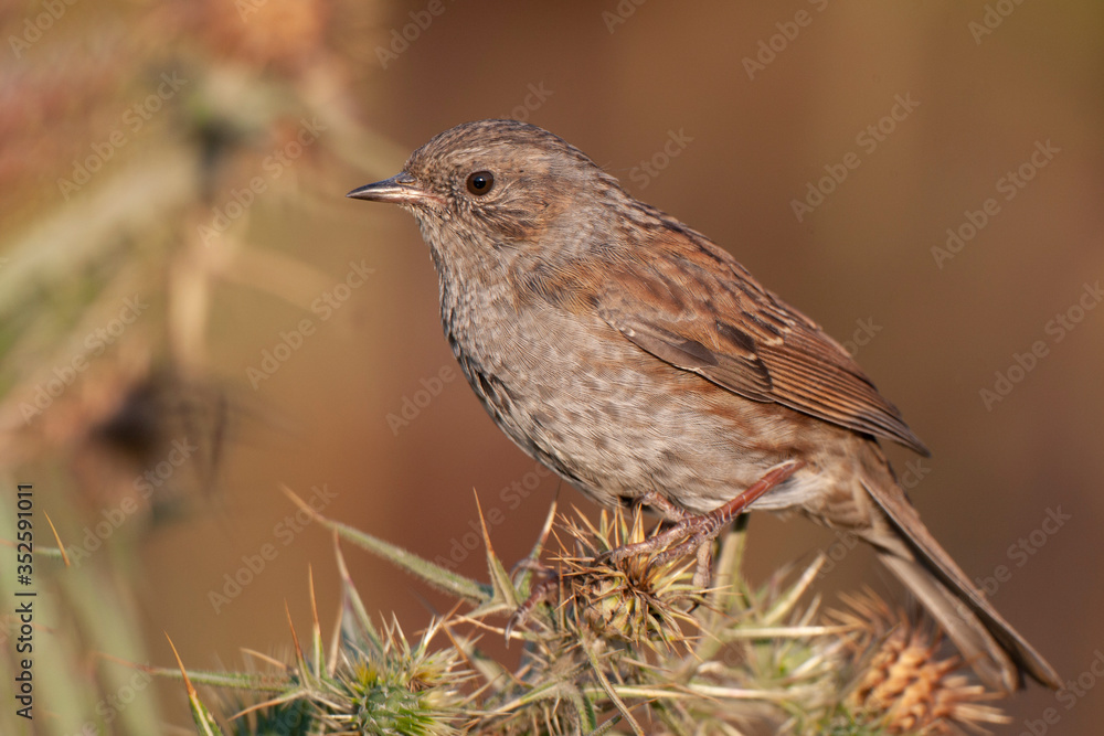 Dunnock (Prunella modularis) bird in the natural habitat. Dunnock (Prunella modularis) bird in the natural habitat.