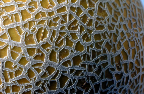Extreme macro close up of a whole cantaloupe melon