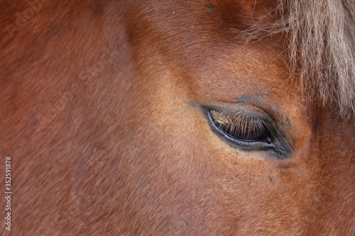 Eye of a brown horse close up.