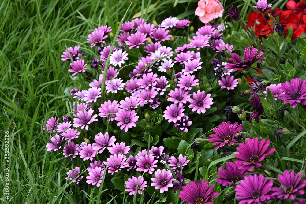 Hermoso grupo de flores violetas sembradas en un jardín enmarcado en la hierba. Hermoso grupo de flores violetas sembradas en un jardín enmarcado en la hierba.