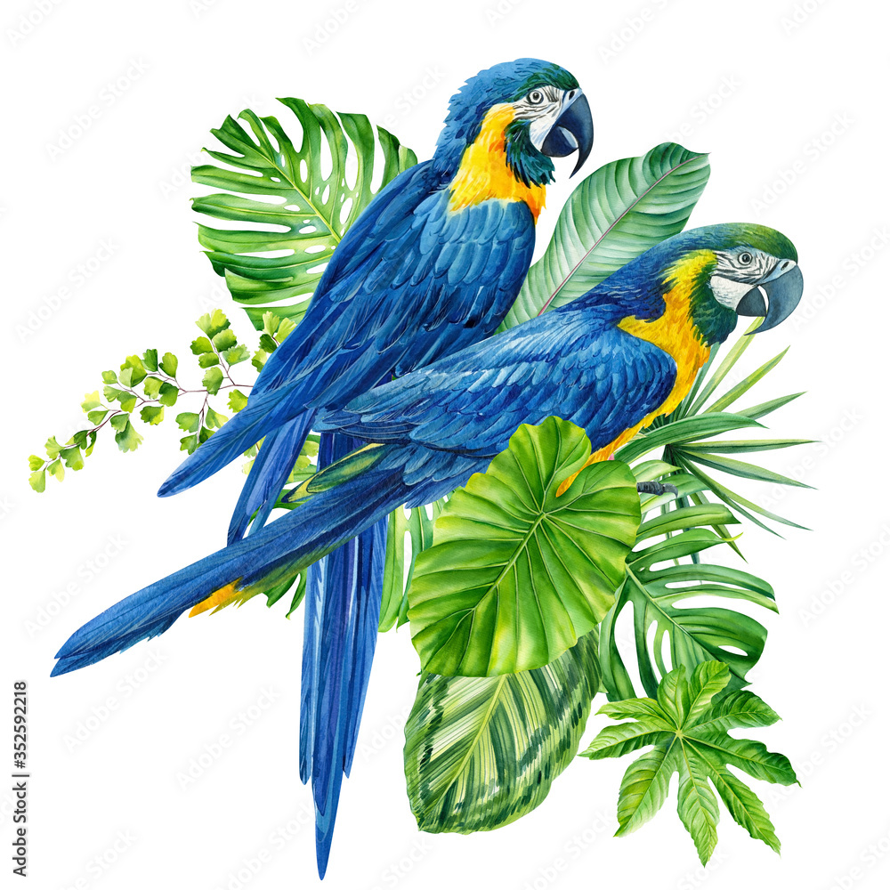 Obraz premium composition with beautiful blue parrots and tropical plants, green leaves, jungle design on an isolated white background, watercolor hand drawing