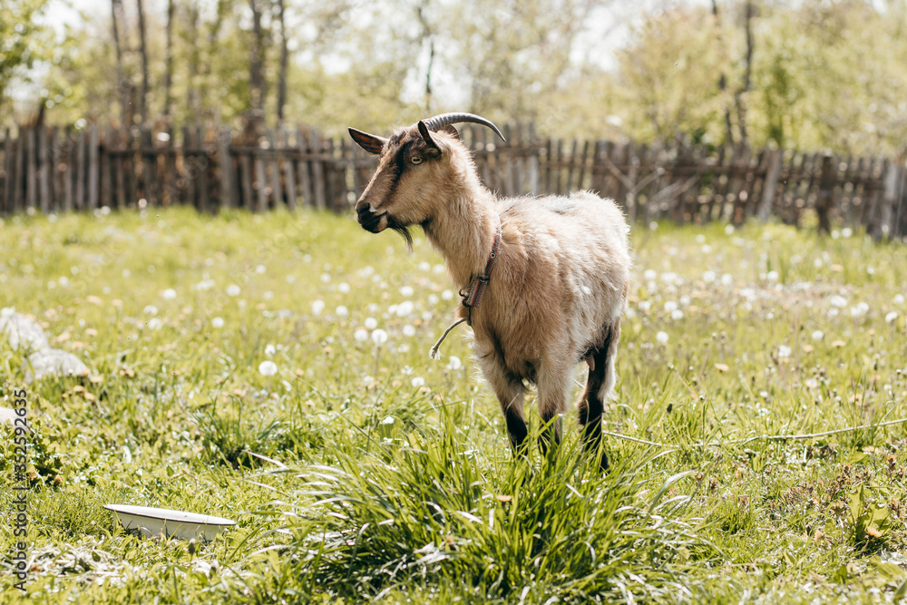 Beautiful summer landscape with a goat Beautiful summer landscape with a goat