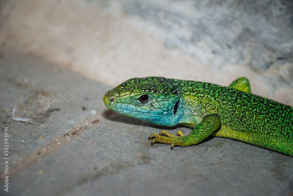 Lizard on the floor