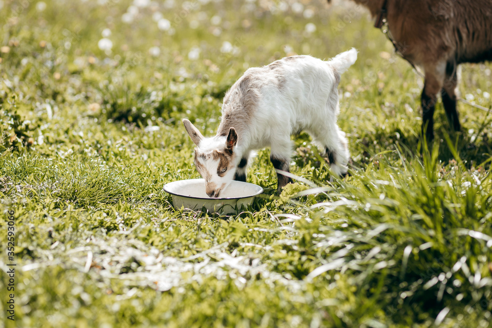 Beautiful summer landscape with a goat 