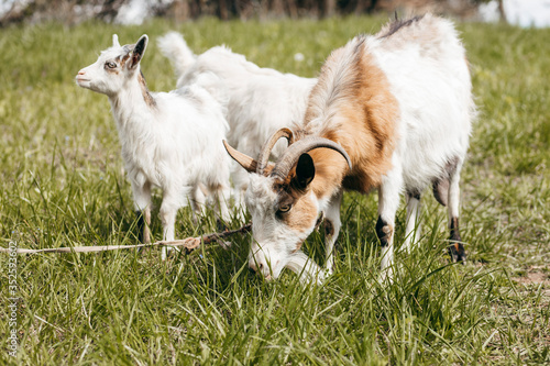 Beautiful summer landscape with a goat  © andrew_shots