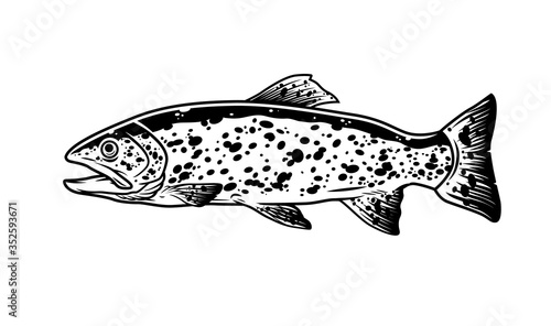 Trout fish vintage monochrome template